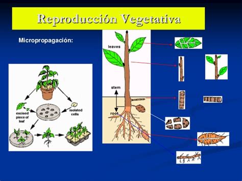 Tipos de reproducción de las plantas