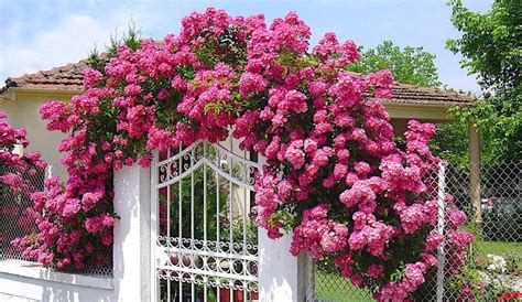 Tipos de Trepadeiras   Flores e Folhagens