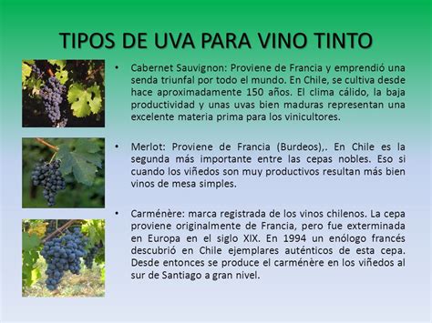 Tipos de uvas de vino