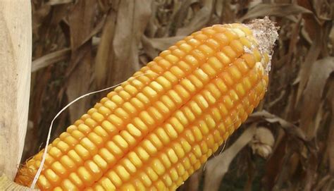 Tipos o variedades del maíz existentes en el mundo ...