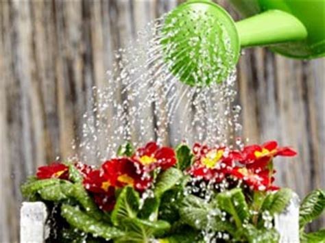 Tips To Water Your Plant   Boldsky.com