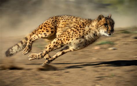 To kill, cheetahs use agility and acceleration not top speed