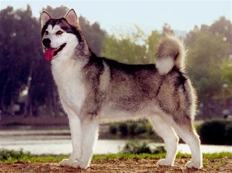 Toda la información sobre raza de perros Alaskan Malamute