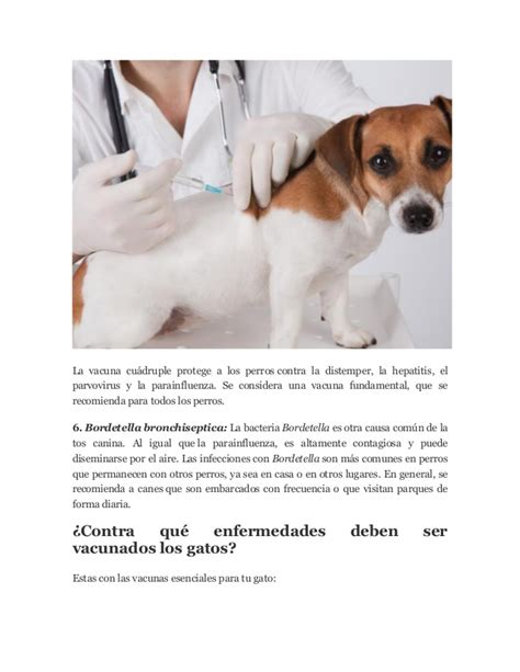 Toda la informacion sobre vacunas para perros