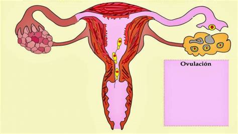 Todo lo que deberías saber sobre la ovulación y el ciclo ...