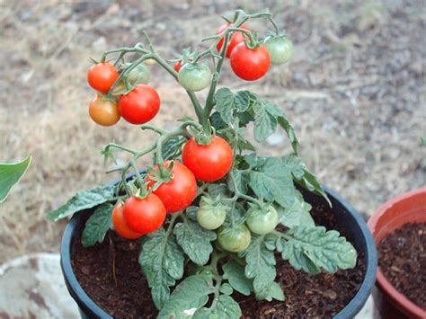 Todo sobre el Cultivo del Tomate – El Horticultor