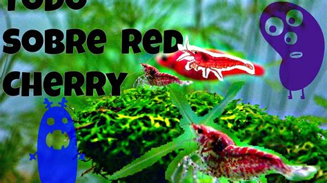 Todo sobre las gambas Red Cherry  acuario comunitario ...