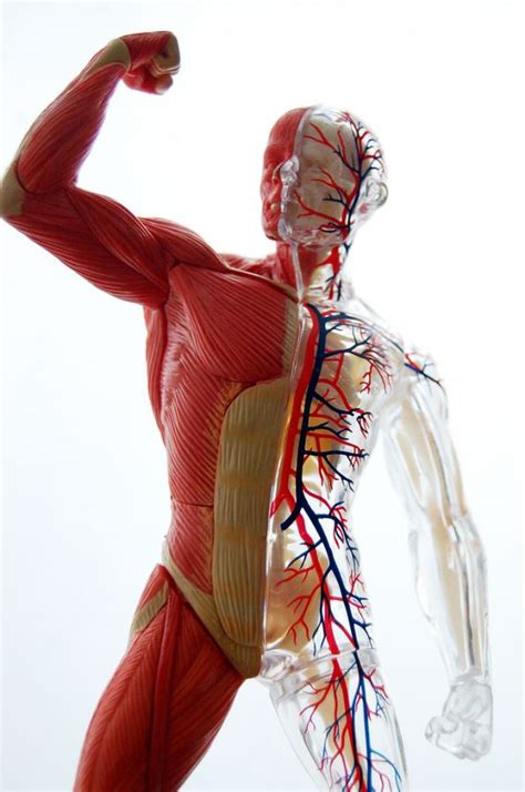 Todos los músculos del cuerpo humano y sus funciones ...