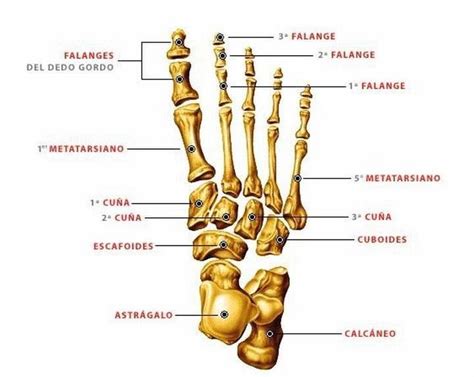 Todos los nombres de los huesos del pie