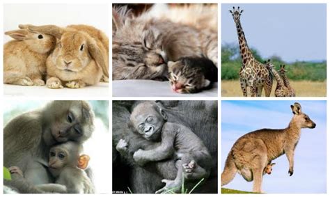Todos somos mamíferos. My Blog
