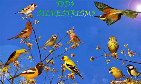 Todosilvestrismo Aves de España