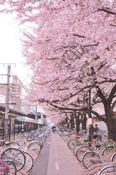 Tokyo al igual que todo el Japon en primavera es el lugar ...