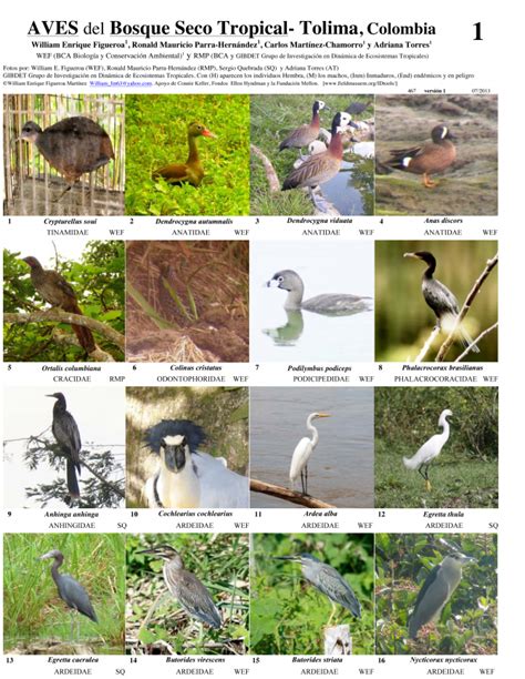 Tolima    Aves del Bosque Seco Tropical | Guías de Campo