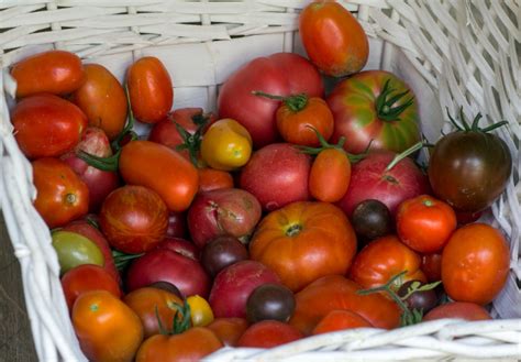 Tomate para cuidar la piel y prevenir enfermedades ...