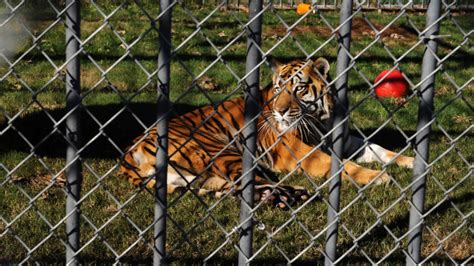 Tony the Louisiana truck stop tiger dies, age 17 | Fox News
