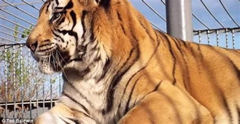 Tony the Louisiana truck stop tiger dies at age 17 | Daily ...