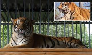 Tony the Louisiana truck stop tiger dies at age 17 | News2Read