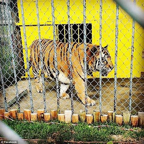 Tony the Louisiana truck stop tiger dies at age 17 | News2Read