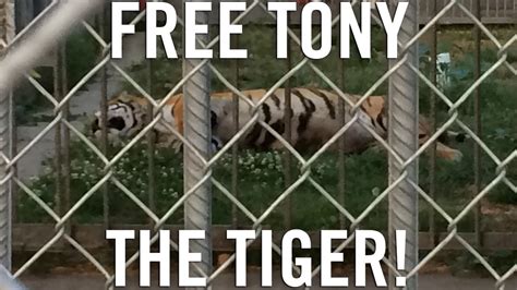 Tony the Tiger   YouTube