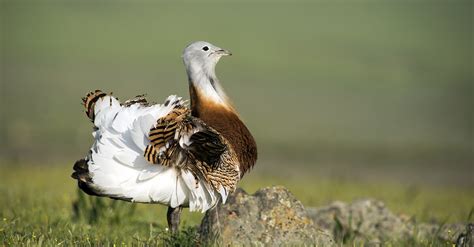 Top 10 Aves mas grandes del mundo.   Info   Taringa!