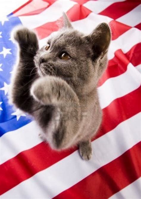 Top 10 Cat Breeds In America | Catsbook