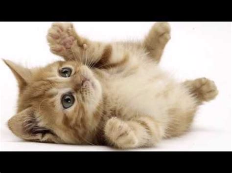 TOP 10 gatitos monos   YouTube