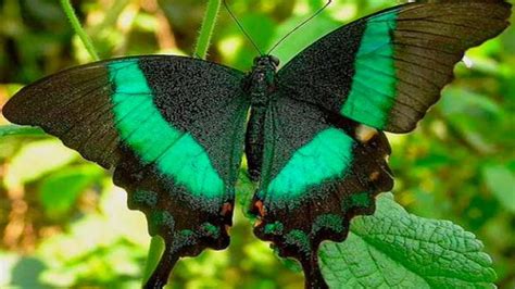 top 10 mariposas mas hermosas   YouTube