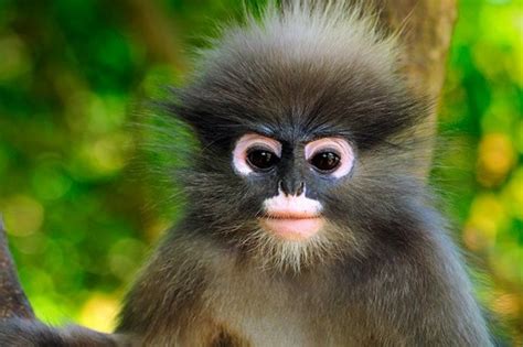 Top 10 Most Amazing Monkeys in the World