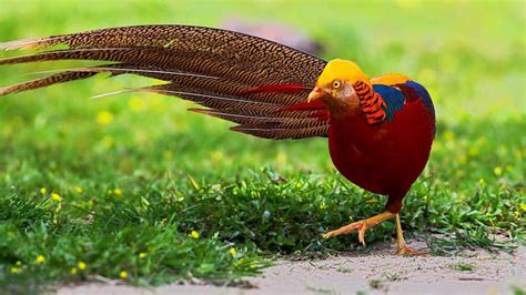 Top 10 Most Beautiful Birds In The World | Most Beautiful ...