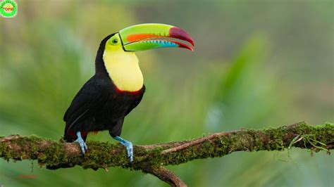 Top 10 Most Beautiful Birds In The World   YouTube
