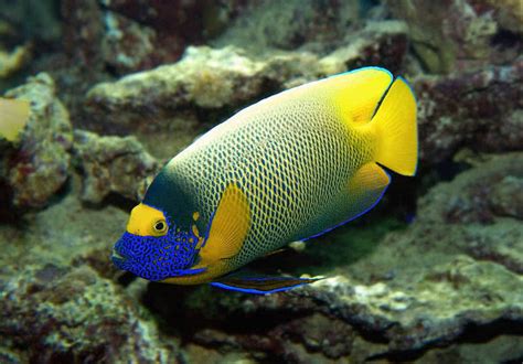 Top 10 Most Beautiful Fishes In The World   The Mysterious ...