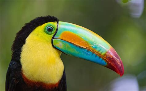 Top 10 Most Colourful and Tropical Bird Species   YouTube