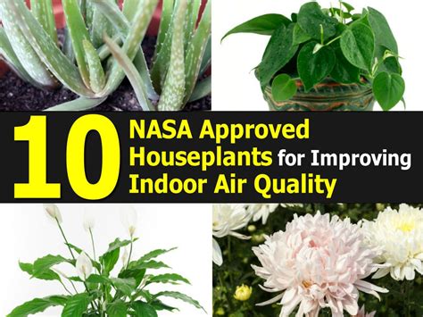Top 10 NASA Approved Houseplants for Improving Indoor Air ...