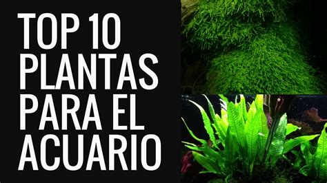 TOP 10 plantas acuáticas para el acuario de agua dulce ...