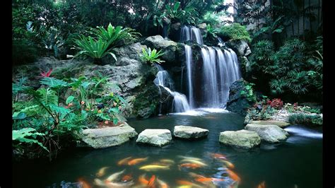 Top 12 estanques koi de jardín con cascadas naturales más ...