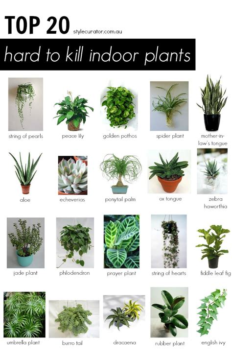 Top 20 Hard to Kill Indoor Plants l STYLE CURATOR