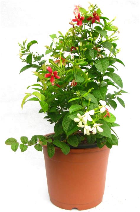 Top 28+   Buy Flower Plant   bougainvalia pink whit flower ...