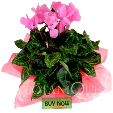 Top 28+   Buy Flower Plant   buy flowers to plant ...