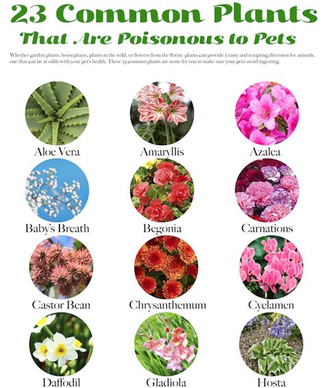 Top 28+   Plants Poisonous To Cats And   plants safe for ...