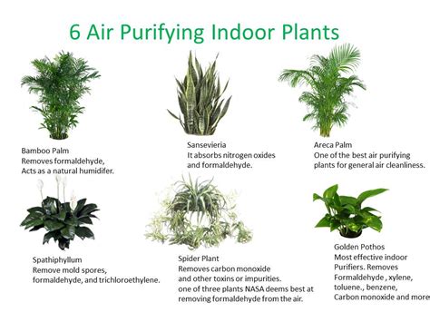 Top 30 Plants to Detox Your Home | elephant journal