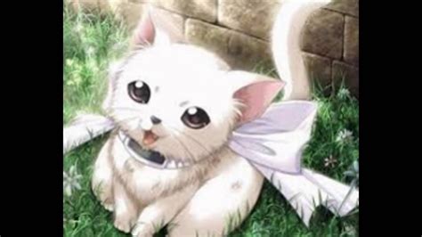 top 5 de gatos kawaii anime / alfin ago algo chebre   YouTube