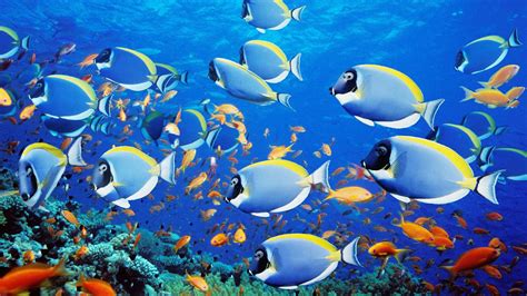 Top 50 Beautiful【Fish】Facts & Photos Colorful Wallpapers