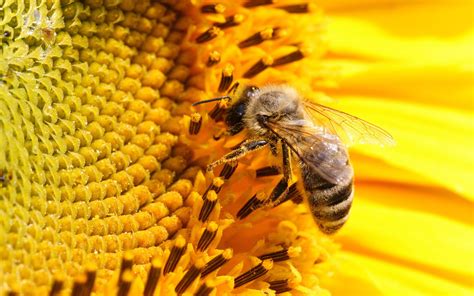 Top 50 Bee Wallpapers New HD Images For Photos Free Download