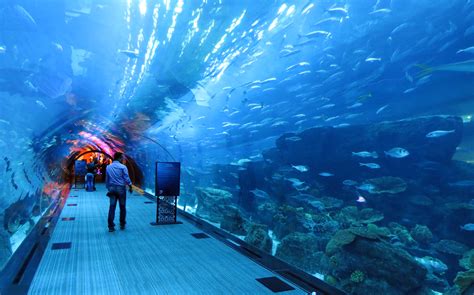 Top 7 New Largest Aquarium in the World   MoreWallpapers.com