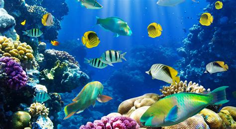 Top 【50】 Beautiful FISH Photos Colorful Image HQ Wallpapers