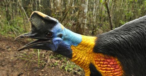[Top Ten] Las 10 aves más grandes del mundo  Con vida ...