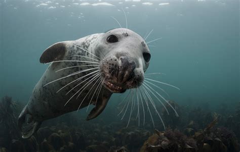 Top Underwater Photos from National Geographic Your Shot