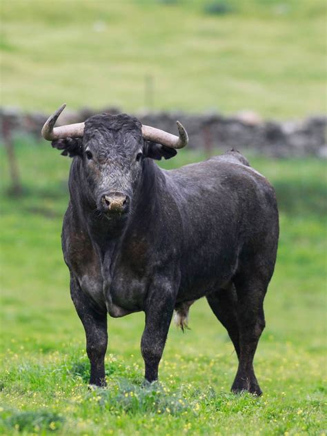 Toro en el campo | toros | Pinterest | Toros, Campo y Animales