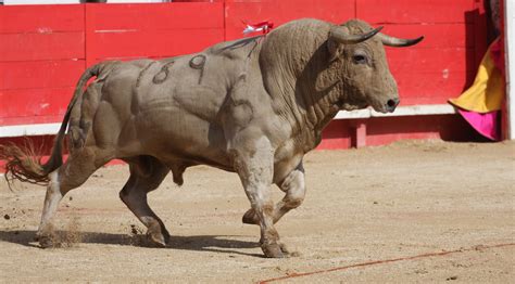 TOROS A Vauvert, le toro fera le Printemps   Objectif Gard