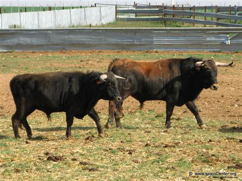 Toros bravos ganaderias fotos Campos de Castilla La Mancha